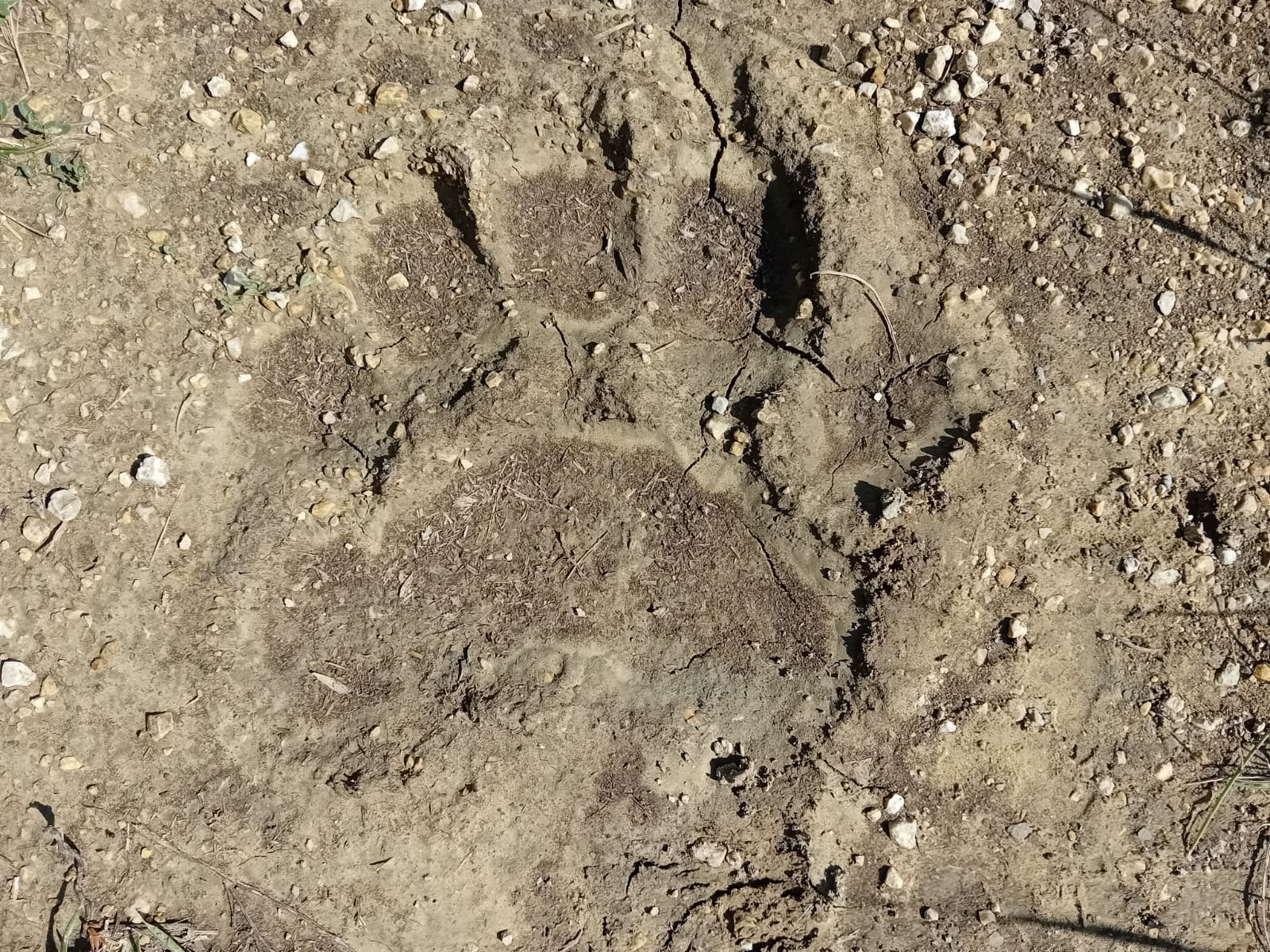 Featured image for “A PASSO D’ORSO”